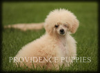 Small Photo #74 Poodle (Miniature) Puppy For Sale in COPPOCK, IA, USA