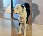 Small #2 American Bulldog Mix