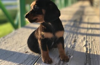 Chiweenie Puppy for sale in SPRINGFIELD, IL, USA