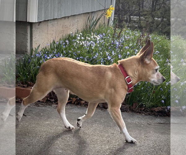 Medium Photo #13 Rat Terrier-Unknown Mix Puppy For Sale in Atlanta, GA, USA