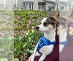 Small #1 Chihuahua Mix