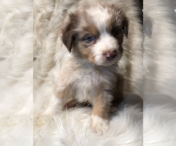 Medium Photo #3 Australian Shepherd Puppy For Sale in BEECH GROVE, IN, USA