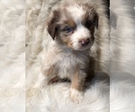 Small Photo #3 Australian Shepherd Puppy For Sale in BEECH GROVE, IN, USA