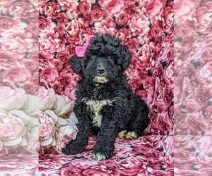 Aussiedoodle Miniature Puppy for sale in KIRKWOOD, PA, USA