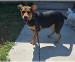 Small #10 Labrador Retriever Mix