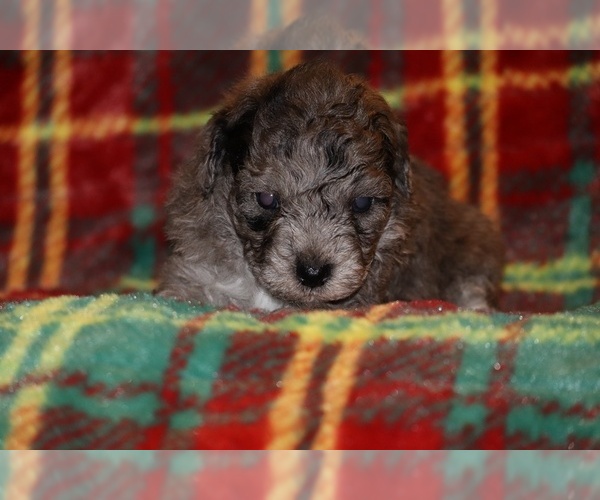 Medium Photo #9 Poodle (Toy) Puppy For Sale in DYERSBURG, TN, USA