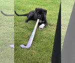Small #1 Labrador Retriever-Staffordshire Bull Terrier Mix