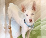 Small #5 Siberian Husky Mix