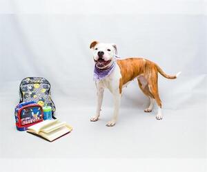 Boxer Dogs for adoption in Sanford, FL, USA