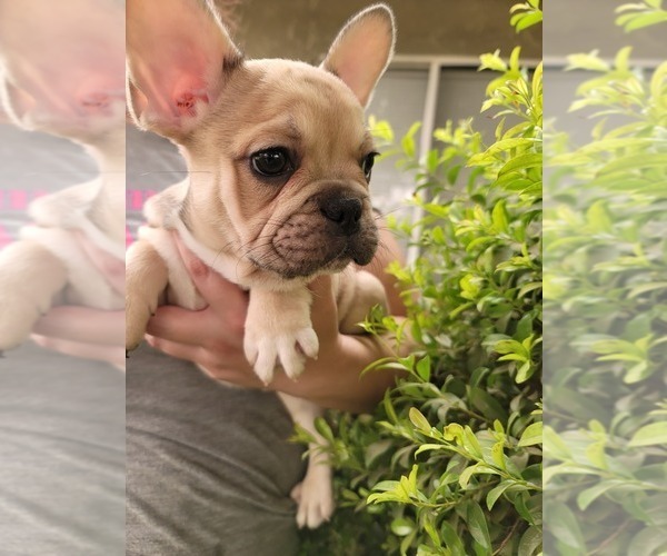 Full screen Photo #1 French Bulldog Puppy For Sale in PORTERVILLE, CA, USA