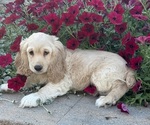 Small #4 Cocker Spaniel