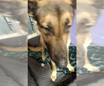 Small #38 German Shepherd Dog