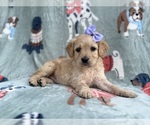 Small #7 Goldendoodle