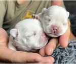 Small #2 French Bulldog