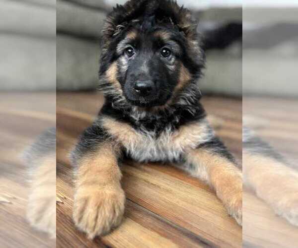 Medium Photo #1 German Shepherd Dog Puppy For Sale in HERNDON, VA, USA