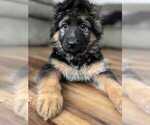 Small German Shepherd Dog