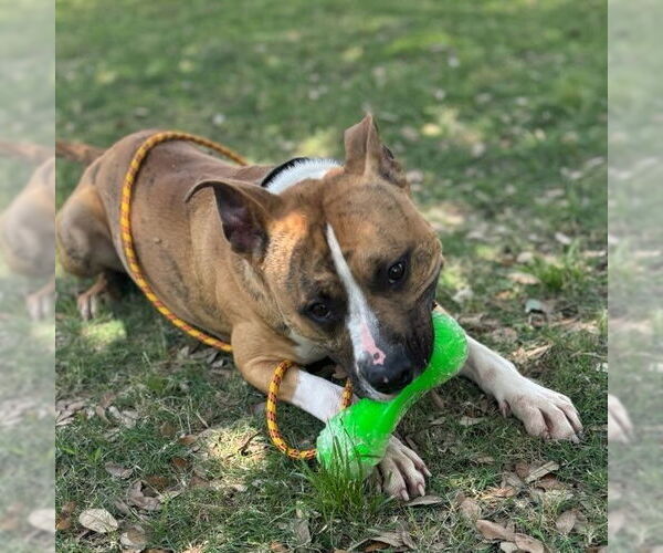 Medium Photo #2 American Pit Bull Terrier-Unknown Mix Puppy For Sale in Texas City, TX, USA