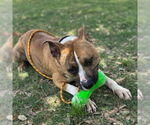 Small #1 American Pit Bull Terrier Mix