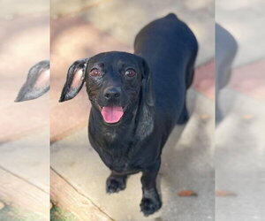 Chiweenie Dogs for adoption in La Verne, CA, USA