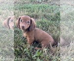 Small #3 Dachshund