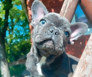 French Bulldog Puppy for sale in Szentendre, Pest, Hungary