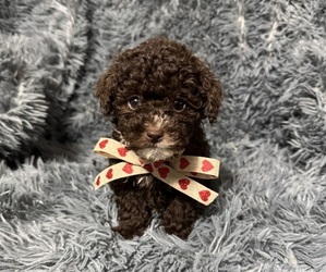 Cavapoo (Toy) Puppy for sale in JEFFERSONVILLE, IN, USA