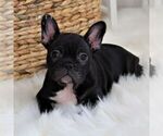 Small Photo #1 Faux Frenchbo Bulldog Puppy For Sale in EPHRATA, PA, USA