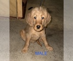 Small #2 Labradoodle