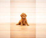 Small #1 Poodle (Miniature)