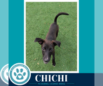 Small #2 Chihuahua