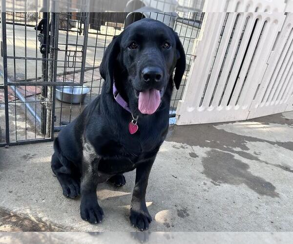 Medium Photo #1 Labrador Retriever Puppy For Sale in Clovis, CA, USA