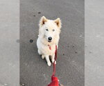 Yuki - Male Siberian Husky Dog for Adoption - Small photo