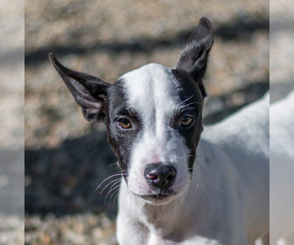 Medium Photo #1 Mutt Puppy For Sale in Hilton Head, SC, USA
