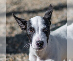 Mutt Dogs for adoption in Hilton Head, SC, USA