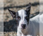 Bob - Male Mutt Dog for Adoption - Small photo