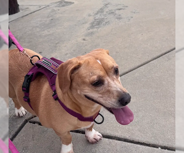 Medium Photo #3 Mutt Puppy For Sale in Candler, NC, USA