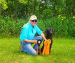 Small #2 Labrador Retriever