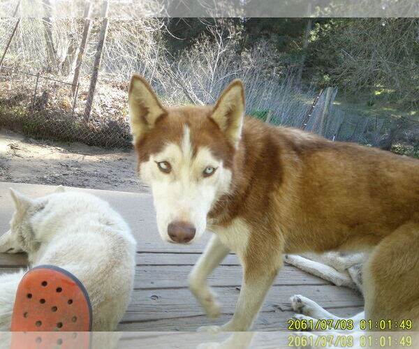 Medium Photo #6 Siberian Husky Puppy For Sale in Pacific grove , CA, USA