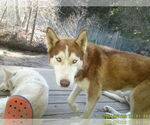 Small #5 Siberian Husky