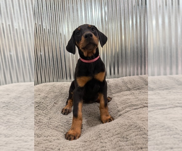 Medium Photo #3 Doberman Pinscher Puppy For Sale in PERU, KS, USA