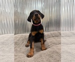 Small #2 Doberman Pinscher