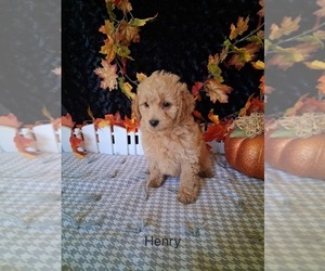 Goldendoodle (Miniature) Puppy for sale in MOUNT PLEASANT, MI, USA