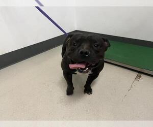 Bulldog Dogs for adoption in Corona, CA, USA