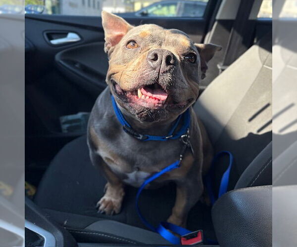 Medium Photo #2 American Pit Bull Terrier Puppy For Sale in Boston, MA, USA