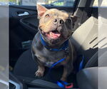 Small #1 American Pit Bull Terrier