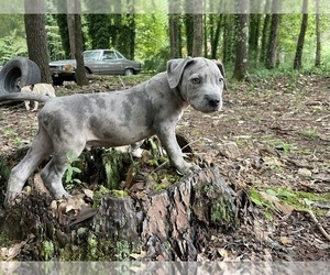 American Pit Bull Terrier Puppy for sale in STOCKBRIDGE, GA, USA