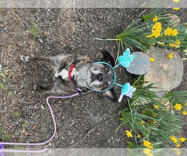Medium Photo #11 Beagle-Unknown Mix Puppy For Sale in Rockaway, NJ, USA
