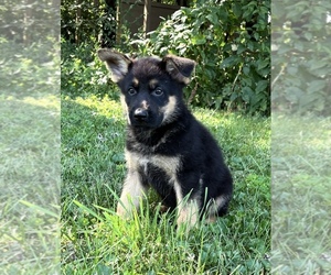 German Shepherd Dog Puppy for sale in FRANKLIN, IN, USA