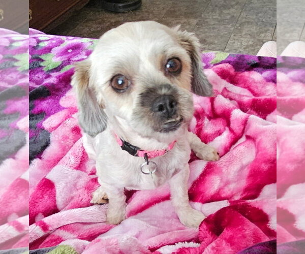 Medium Photo #1 Shih Tzu-Unknown Mix Puppy For Sale in Oakhurst, NJ, USA