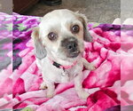 Small Shih Tzu Mix